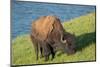 American bison, Hayden Valley, Yellowstone National Park, Wyoming, USA-Roddy Scheer-Mounted Photographic Print