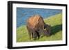 American bison, Hayden Valley, Yellowstone National Park, Wyoming, USA-Roddy Scheer-Framed Photographic Print