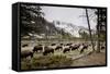 American Bison Herd Grazing in Yellowstone National Park-Paul Souders-Framed Stretched Canvas