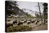 American Bison Herd Grazing in Yellowstone National Park-Paul Souders-Stretched Canvas