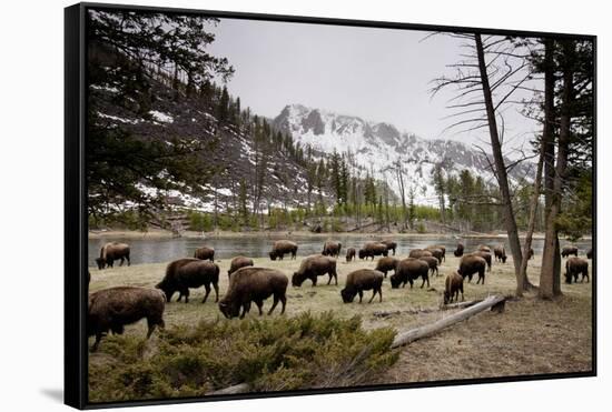 American Bison Herd Grazing in Yellowstone National Park-Paul Souders-Framed Stretched Canvas