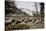 American Bison Herd Grazing in Yellowstone National Park-Paul Souders-Stretched Canvas