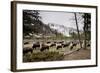 American Bison Herd Grazing in Yellowstone National Park-Paul Souders-Framed Photographic Print