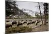 American Bison Herd Grazing in Yellowstone National Park-Paul Souders-Mounted Photographic Print