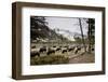 American Bison Herd Grazing in Yellowstone National Park-Paul Souders-Framed Photographic Print