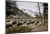 American Bison Herd Grazing in Yellowstone National Park-Paul Souders-Mounted Photographic Print