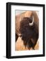 American Bison herd in Teton National Park, Wyoming, USA-Larry Ditto-Framed Photographic Print