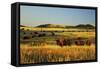 American Bison Herd-null-Framed Stretched Canvas