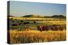 American Bison Herd-null-Stretched Canvas