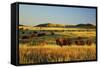 American Bison Herd-null-Framed Stretched Canvas