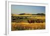 American Bison Herd-null-Framed Photographic Print