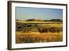 American Bison Herd-null-Framed Photographic Print