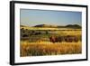 American Bison Herd-null-Framed Photographic Print