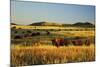 American Bison Herd-null-Mounted Photographic Print