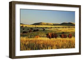 American Bison Herd-null-Framed Photographic Print