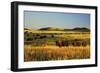 American Bison Herd-null-Framed Photographic Print