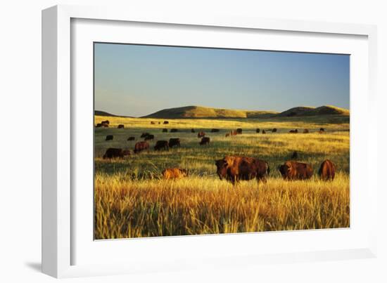 American Bison Herd-null-Framed Photographic Print