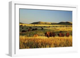 American Bison Herd-null-Framed Photographic Print