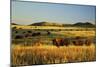 American Bison Herd-null-Mounted Photographic Print