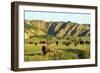 American Bison Herd-null-Framed Photographic Print