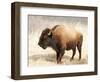 American Bison III-Debra Van Swearingen-Framed Photographic Print