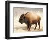 American Bison III-Debra Van Swearingen-Framed Photographic Print