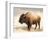American Bison III-Debra Van Swearingen-Framed Photographic Print