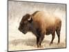 American Bison III-Debra Van Swearingen-Mounted Photographic Print