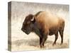 American Bison III-Debra Van Swearingen-Stretched Canvas