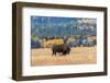 American Bison in Autumn-twildlife-Framed Photographic Print