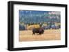 American Bison in Autumn-twildlife-Framed Photographic Print