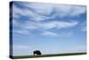 American Bison in Badlands National Park-Paul Souders-Stretched Canvas