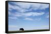 American Bison in Badlands National Park-Paul Souders-Framed Stretched Canvas