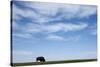 American Bison in Badlands National Park-Paul Souders-Stretched Canvas