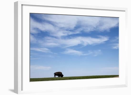 American Bison in Badlands National Park-Paul Souders-Framed Photographic Print