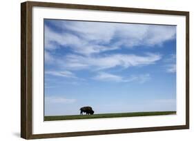 American Bison in Badlands National Park-Paul Souders-Framed Photographic Print