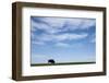 American Bison in Badlands National Park-Paul Souders-Framed Photographic Print