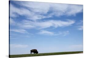 American Bison in Badlands National Park-Paul Souders-Stretched Canvas