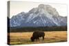 American Bison In Grand Teton National Park At Sunset-Liam Doran-Stretched Canvas