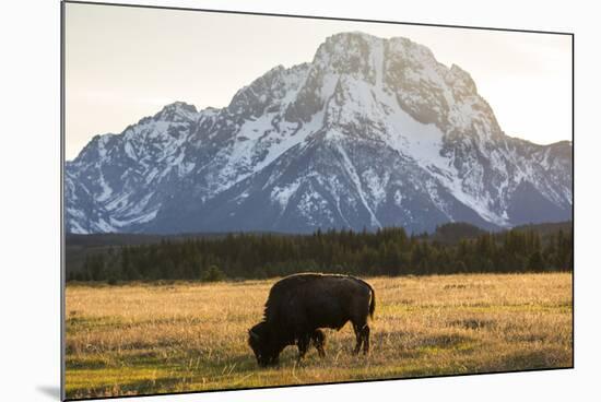 American Bison In Grand Teton National Park At Sunset-Liam Doran-Mounted Photographic Print