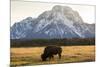 American Bison In Grand Teton National Park At Sunset-Liam Doran-Mounted Photographic Print