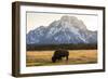 American Bison In Grand Teton National Park At Sunset-Liam Doran-Framed Photographic Print