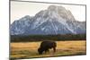 American Bison In Grand Teton National Park At Sunset-Liam Doran-Mounted Photographic Print