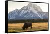 American Bison In Grand Teton National Park At Sunset-Liam Doran-Framed Stretched Canvas