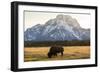 American Bison In Grand Teton National Park At Sunset-Liam Doran-Framed Photographic Print