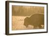 American Bison In Grand Teton National Park At Sunset-Liam Doran-Framed Photographic Print