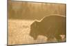 American Bison In Grand Teton National Park At Sunset-Liam Doran-Mounted Photographic Print