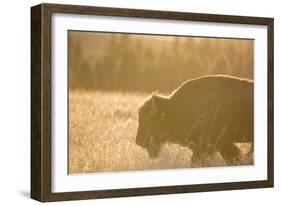 American Bison In Grand Teton National Park At Sunset-Liam Doran-Framed Photographic Print