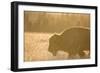 American Bison In Grand Teton National Park At Sunset-Liam Doran-Framed Photographic Print