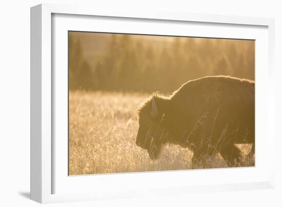 American Bison In Grand Teton National Park At Sunset-Liam Doran-Framed Photographic Print